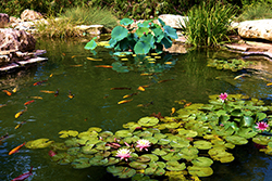 Lush lily pads and lotus flowers.