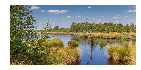 Wetland.