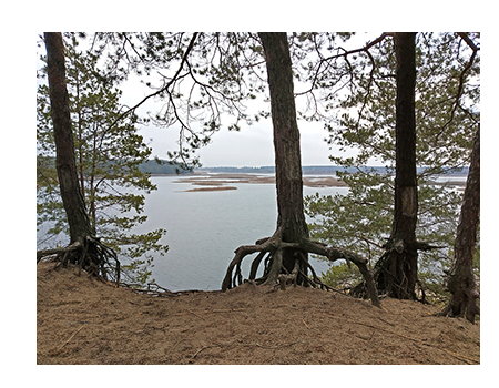 Bank of a lake with trees.