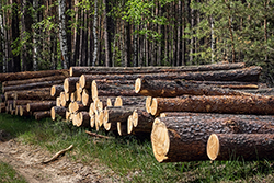 Trees cut down and laying on the ground in the forest.