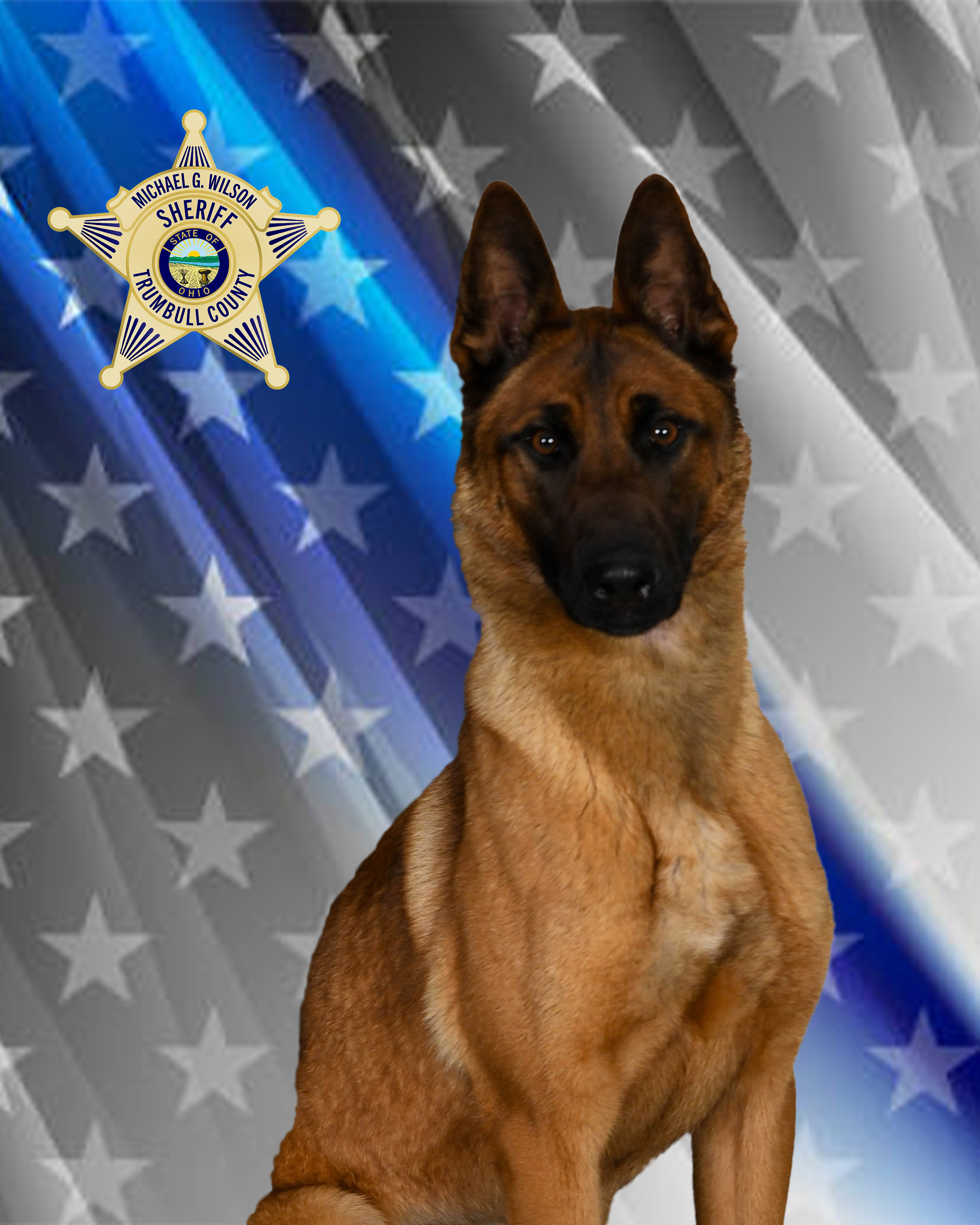 K-9 Deputy Kai sitting for a portrait