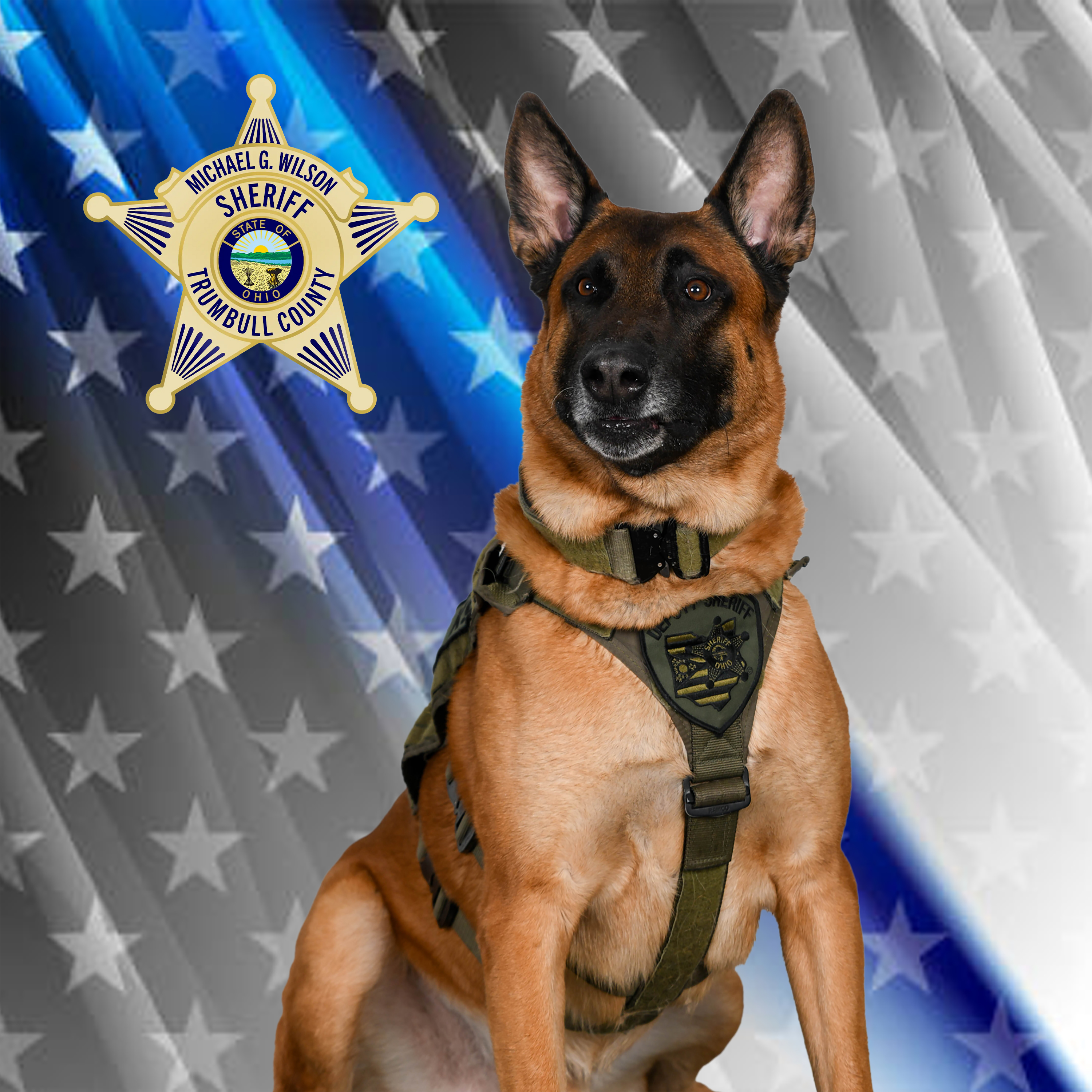 K-9 Deputy Lincoln sitting alert