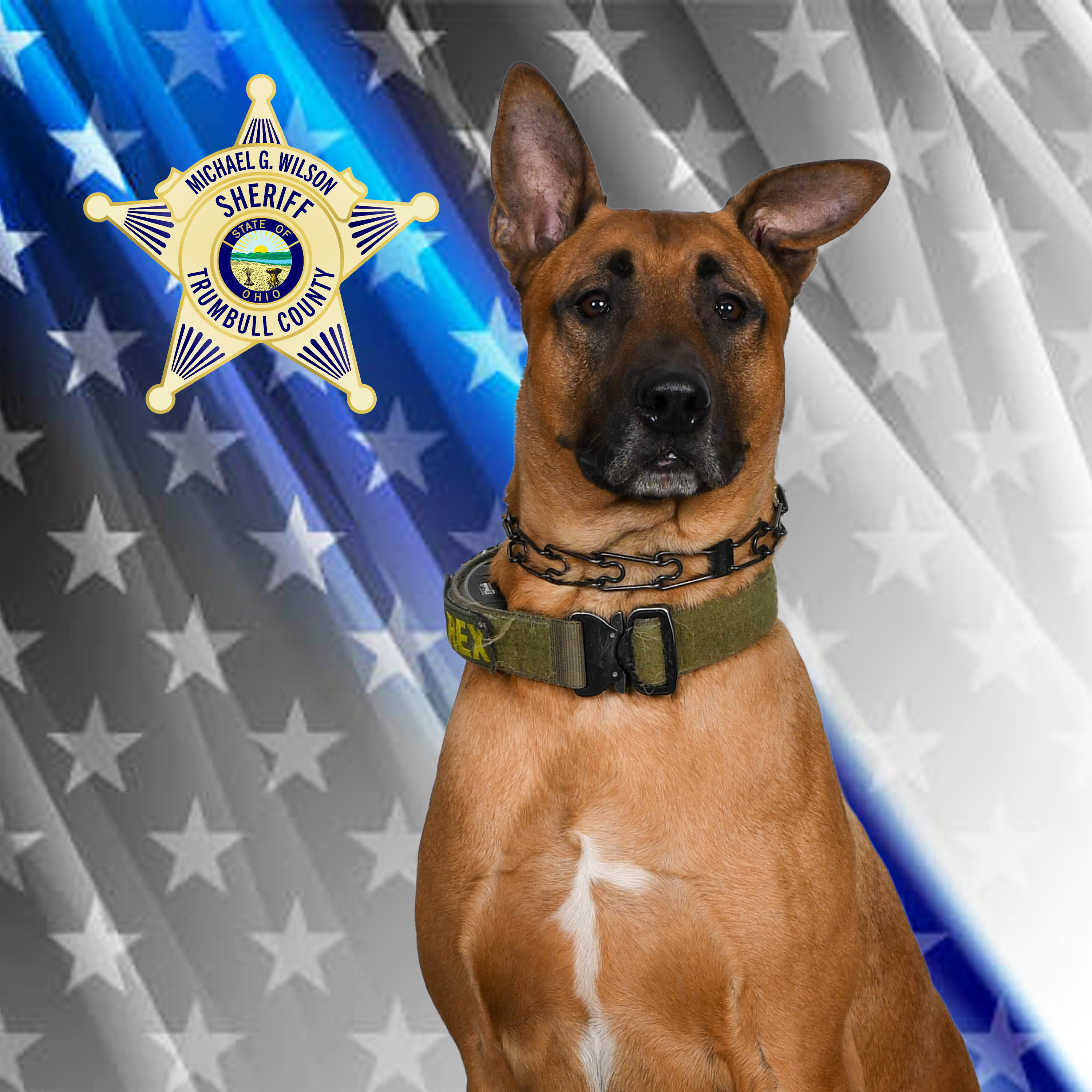 K-9 Deputy Rex sitting for a portrait